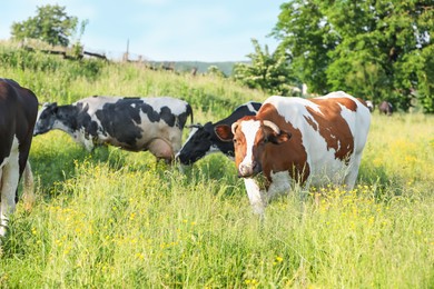 Photo of Beautiful cows grazing on green meadow. Farm animal
