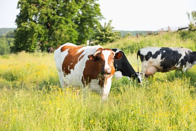 Photo of Beautiful cows grazing on green meadow. Farm animal