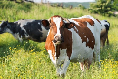 Photo of Beautiful cows grazing on green meadow. Farm animal