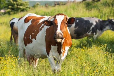 Photo of Beautiful cows grazing on green meadow. Farm animal