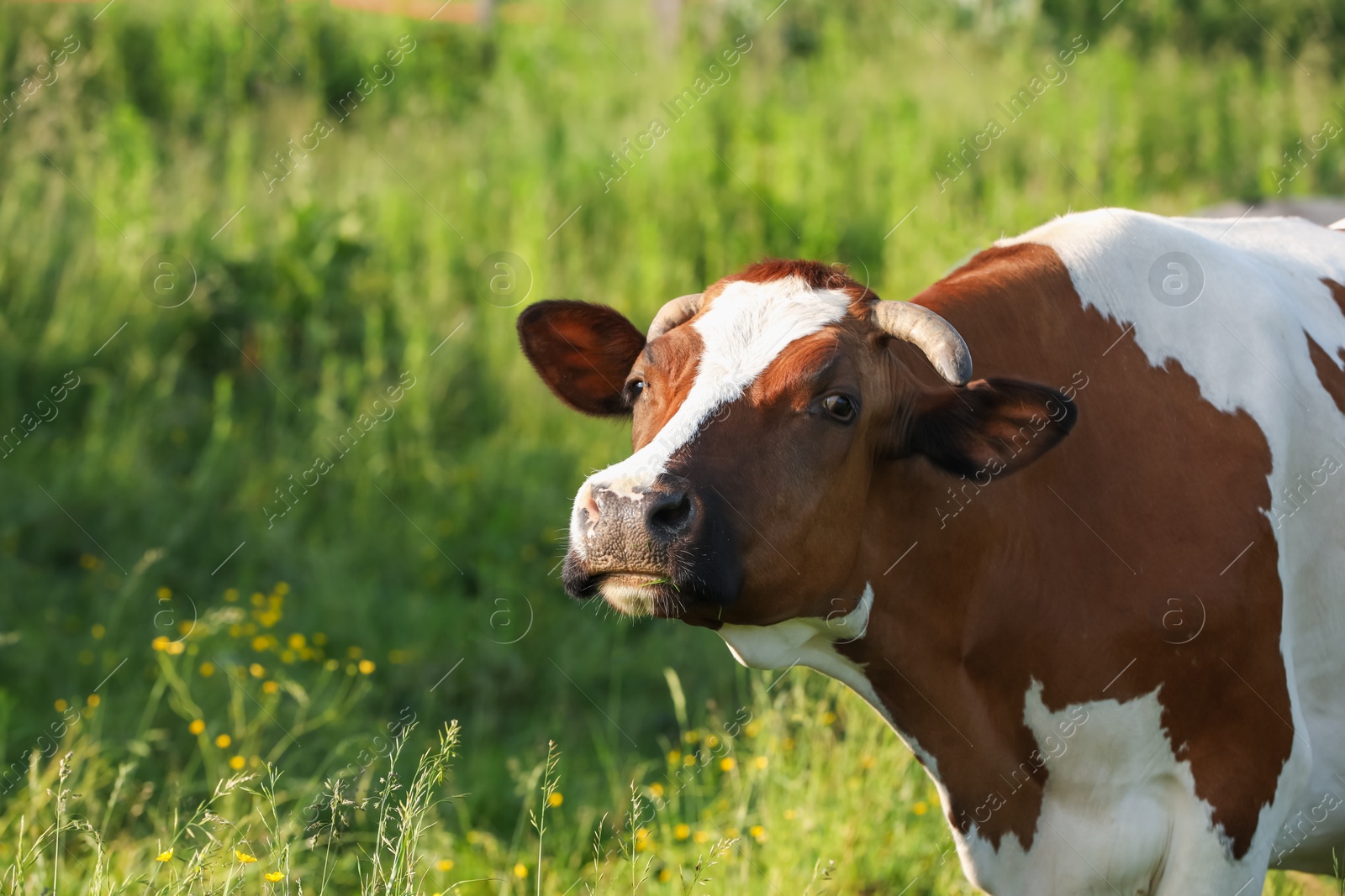 Beautiful cow grazing on green meadow, space for text. Farm animal Photo of Beautiful cow grazing on green meadow, space for text. Farm animal