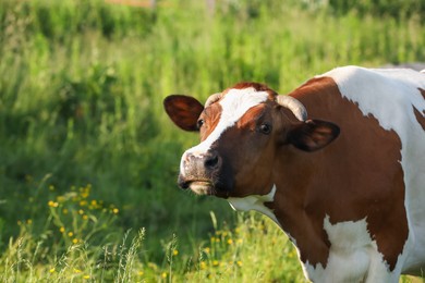 Photo of Beautiful cow grazing on green meadow, space for text. Farm animal