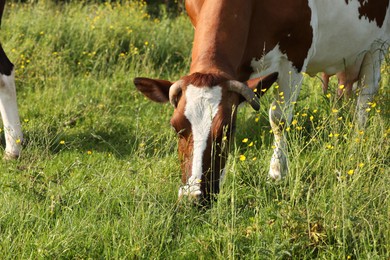 Photo of Beautiful cow grazing on green meadow, space for text. Farm animal