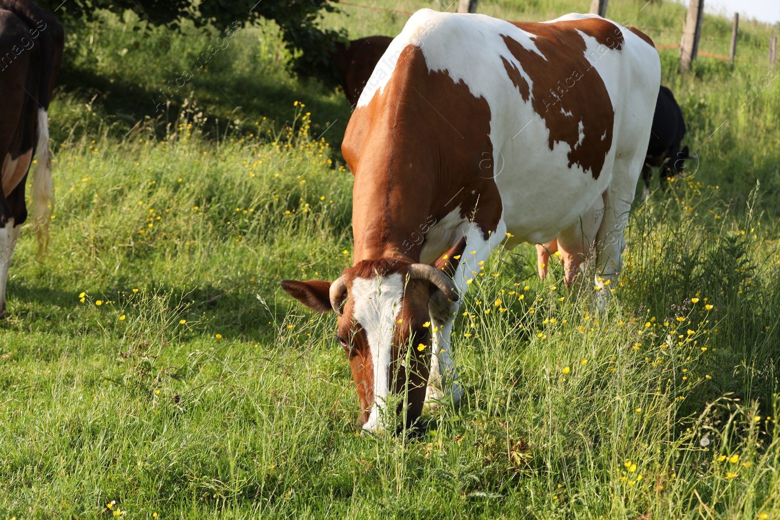 Photo of Beautiful cows grazing on green meadow, space for text. Farm animal
