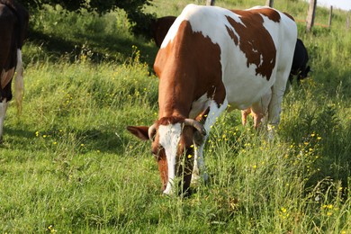 Photo of Beautiful cows grazing on green meadow, space for text. Farm animal