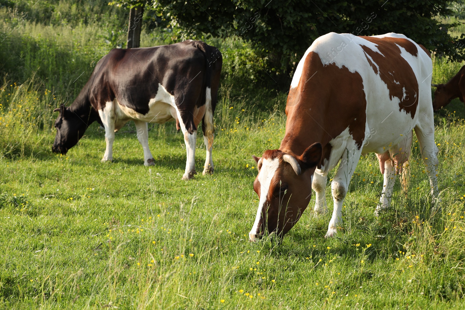 Beautiful cows grazing on green meadow. Farm animal Photo of Beautiful cows grazing on green meadow. Farm animal