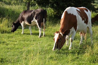 Photo of Beautiful cows grazing on green meadow. Farm animal
