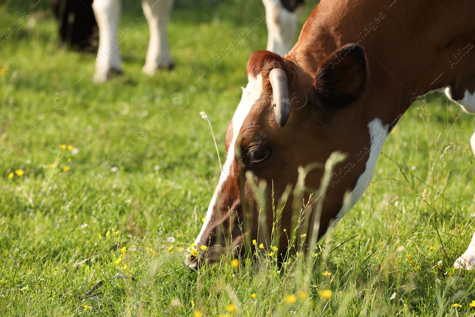 Beautiful cow grazing on green meadow, space for text. Farm animal Photo of Beautiful cow grazing on green meadow, space for text. Farm animal