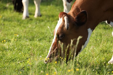 Photo of Beautiful cow grazing on green meadow, space for text. Farm animal