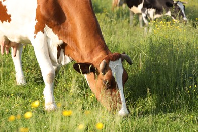 Photo of Beautiful cows grazing on green meadow. Farm animal
