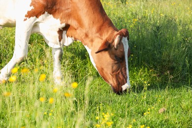 Photo of Beautiful cow grazing on green meadow. Farm animal
