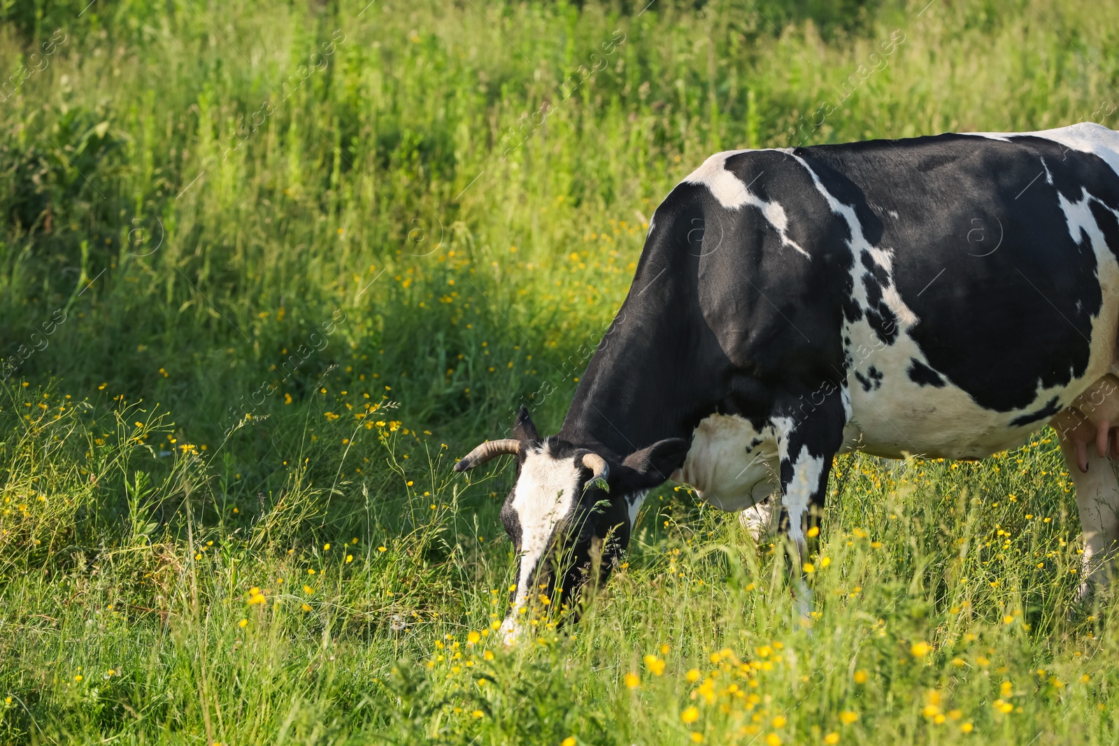 Beautiful cow grazing on green meadow, space for text. Farm animal Photo of Beautiful cow grazing on green meadow, space for text. Farm animal