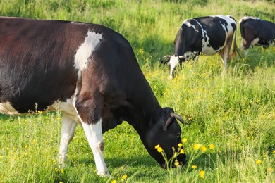 Photo of Beautiful cows grazing on green meadow. Farm animal