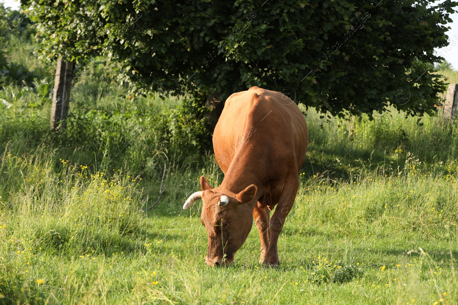 Beautiful cow grazing on green meadow. Farm animal Photo of Beautiful cow grazing on green meadow. Farm animal