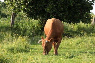 Photo of Beautiful cow grazing on green meadow. Farm animal