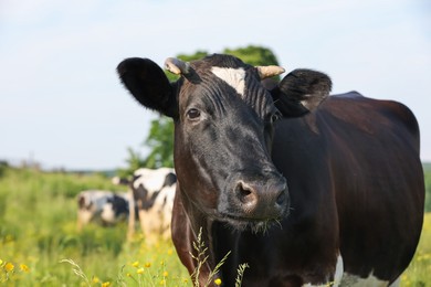 Photo of Beautiful cows grazing on green meadow, space for text. Farm animal