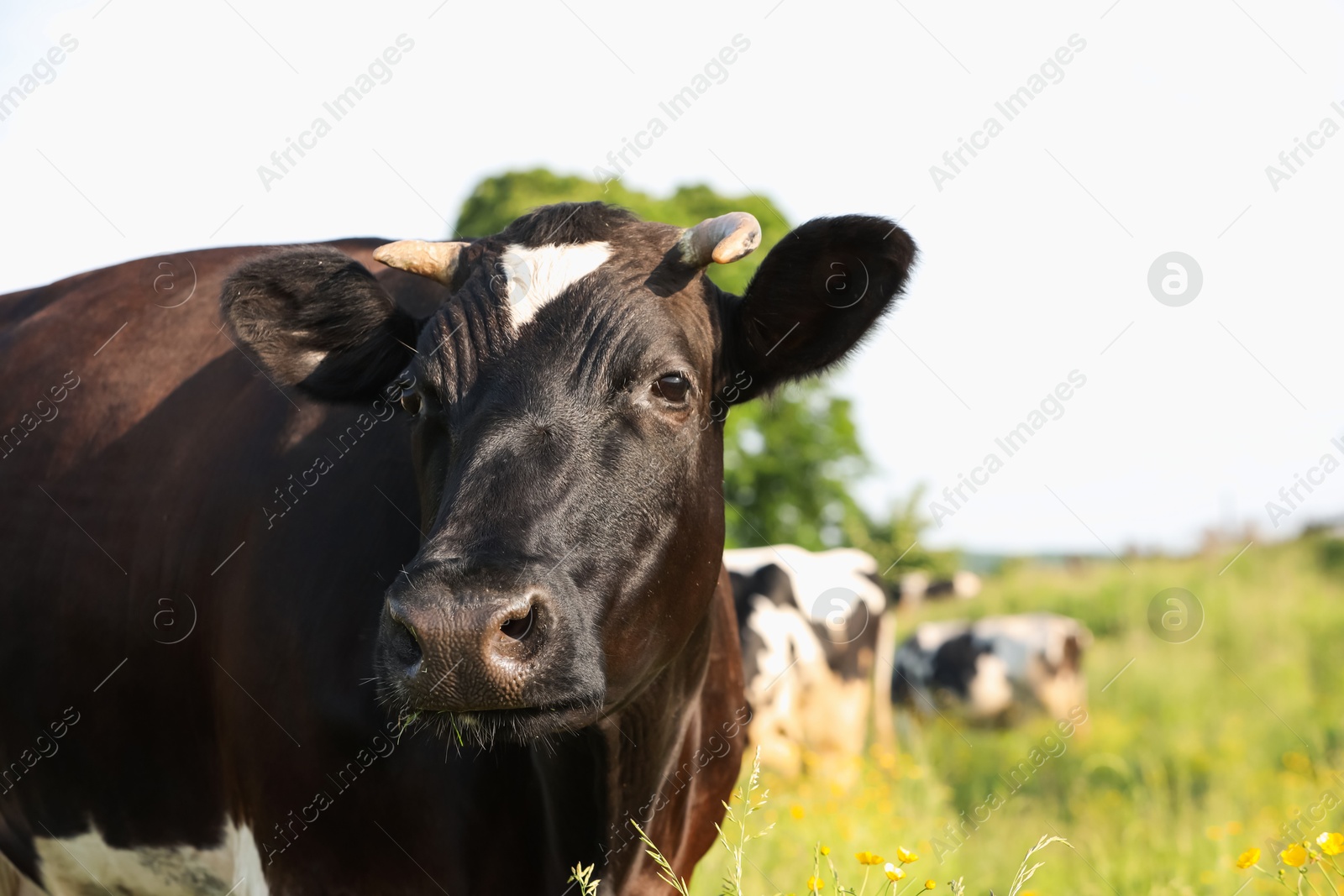 Beautiful cows grazing on green meadow, space for text. Farm animal Photo of Beautiful cows grazing on green meadow, space for text. Farm animal
