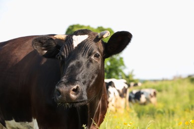 Photo of Beautiful cows grazing on green meadow, space for text. Farm animal