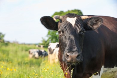 Photo of Beautiful cows grazing on green meadow, space for text. Farm animal