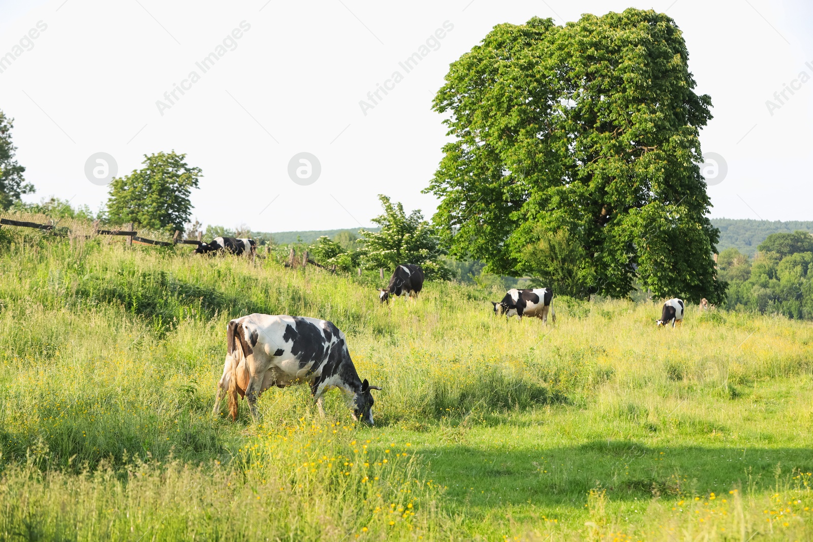 Beautiful cows grazing on green meadow. Farm animal Photo of Beautiful cows grazing on green meadow. Farm animal