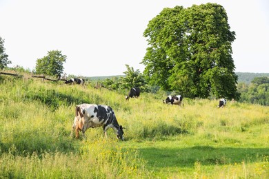 Photo of Beautiful cows grazing on green meadow. Farm animal