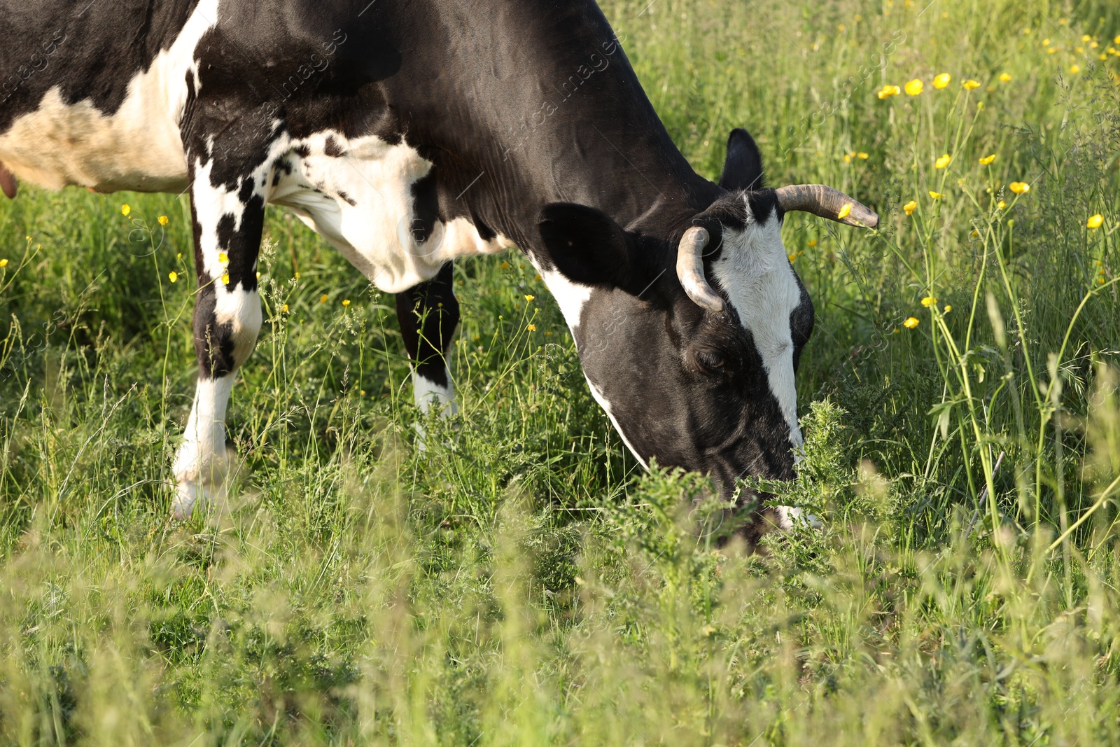 Beautiful cow grazing on green meadow. Farm animal Photo of Beautiful cow grazing on green meadow. Farm animal