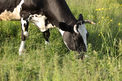 Photo of Beautiful cow grazing on green meadow. Farm animal