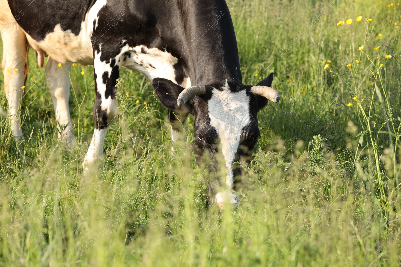 Beautiful cow grazing on green meadow. Farm animal Photo of Beautiful cow grazing on green meadow. Farm animal