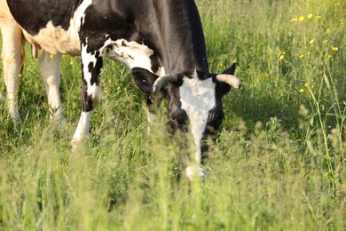 Photo of Beautiful cow grazing on green meadow. Farm animal