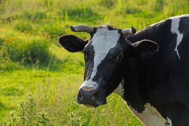 Photo of Beautiful cow grazing on green meadow, space for text. Farm animal
