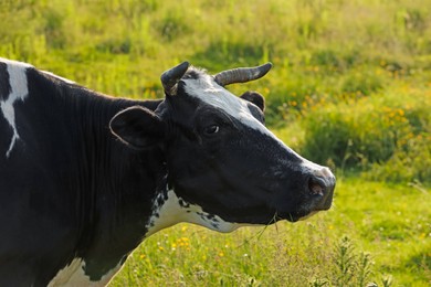 Photo of Beautiful cow grazing on green meadow. Farm animal