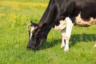 Photo of Beautiful cow grazing on green meadow. Farm animal