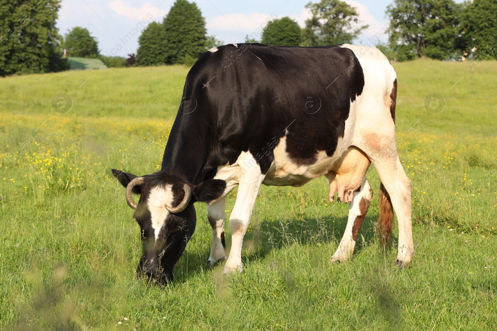 Beautiful cow grazing on green meadow. Farm animal Photo of Beautiful cow grazing on green meadow. Farm animal