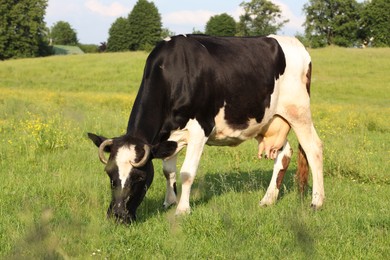 Photo of Beautiful cow grazing on green meadow. Farm animal