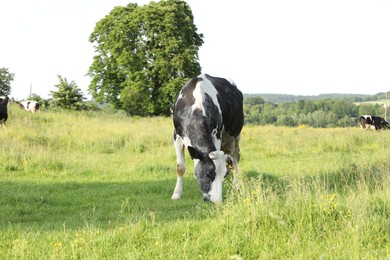 Photo of Beautiful cows grazing on green meadow. Farm animal