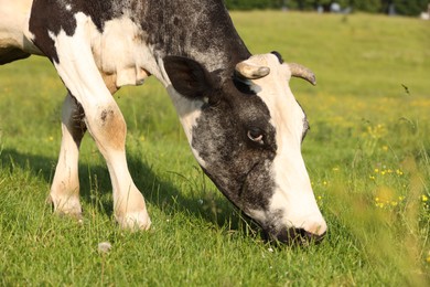 Photo of Beautiful cow grazing on green meadow. Farm animal