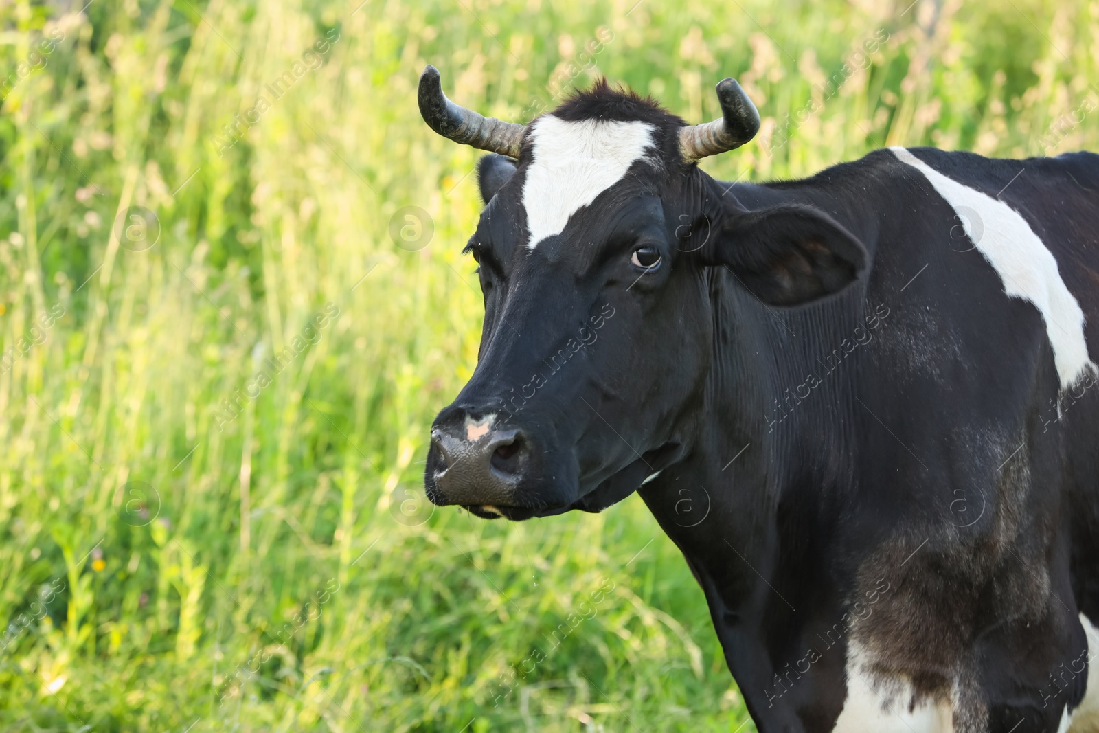 Beautiful cow grazing on green meadow, space for text. Farm animal Photo of Beautiful cow grazing on green meadow, space for text. Farm animal