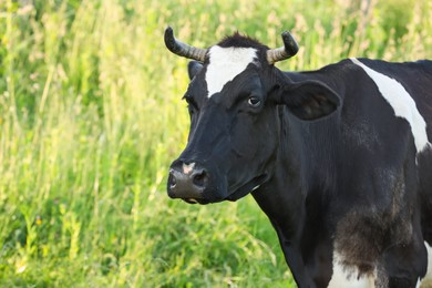 Photo of Beautiful cow grazing on green meadow, space for text. Farm animal