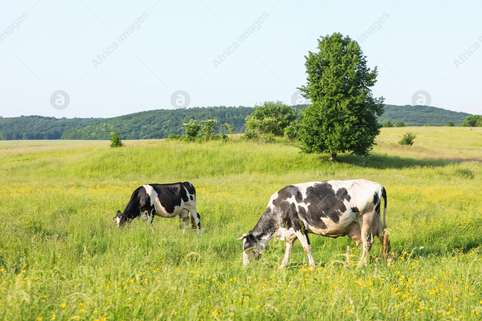 Beautiful cows grazing on green meadow. Farm animal Photo of Beautiful cows grazing on green meadow. Farm animal