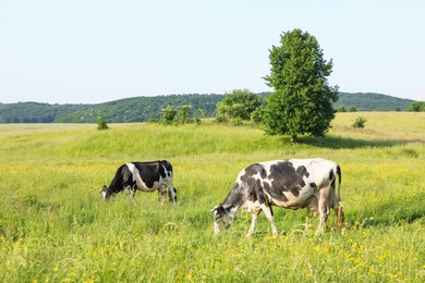 Photo of Beautiful cows grazing on green meadow. Farm animal