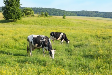 Photo of Beautiful cows grazing on green meadow. Farm animal