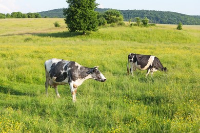 Photo of Beautiful cows grazing on green meadow. Farm animal