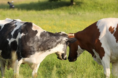 Photo of Beautiful cows grazing on green meadow. Farm animal
