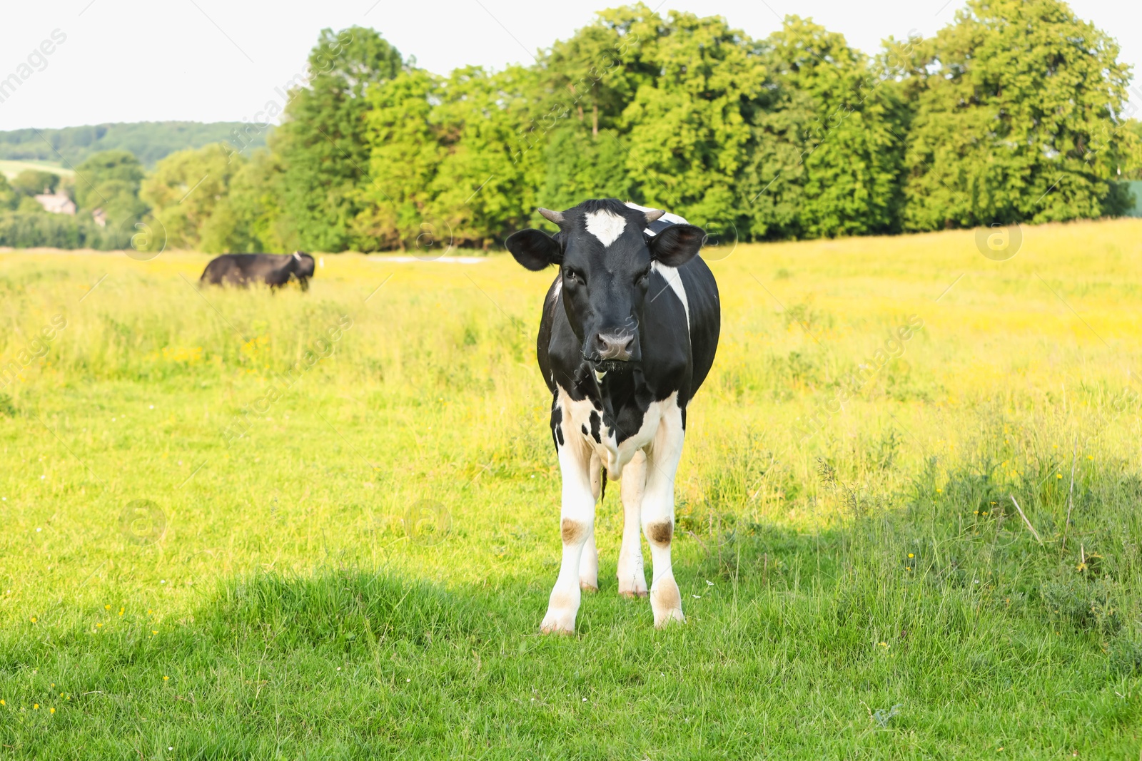 Beautiful cow grazing on green meadow. Farm animal Photo of Beautiful cow grazing on green meadow. Farm animal
