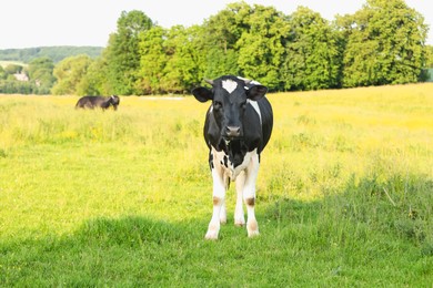 Photo of Beautiful cow grazing on green meadow. Farm animal