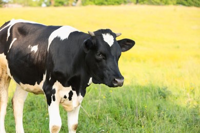 Photo of Beautiful cow grazing on green meadow, space for text. Farm animal