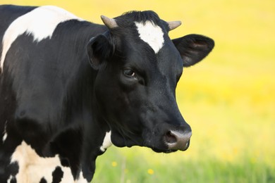 Photo of Beautiful cow grazing on green meadow, space for text. Farm animal