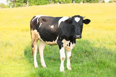 Photo of Beautiful cow grazing on green meadow. Farm animal