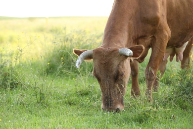 Photo of Beautiful cow grazing on green meadow, space for text. Farm animal