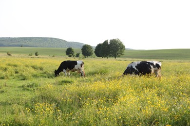 Photo of Beautiful cows grazing on green meadow. Farm animal